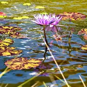 À la découverte des fleurs (II) : Bord de Meuse, lisière, rochers