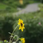 À la découverte des fleurs (IV) : La flore estivale des bords de chemins
