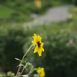 À la découverte des fleurs (IV) : La flore estivale des bords de chemins
