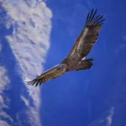 A la découverte des grands rapaces : focus sur le vautour fauve