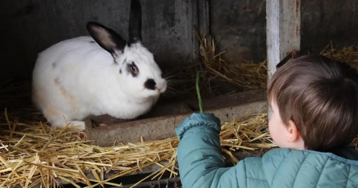 A la découverte des lapins (Atelier enfant - Mon petit lapin)