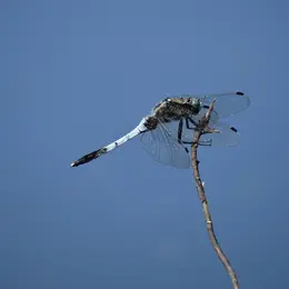A la découverte des libellules