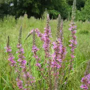 A la découverte des milieux naturels autour de l'étang de la Pouge