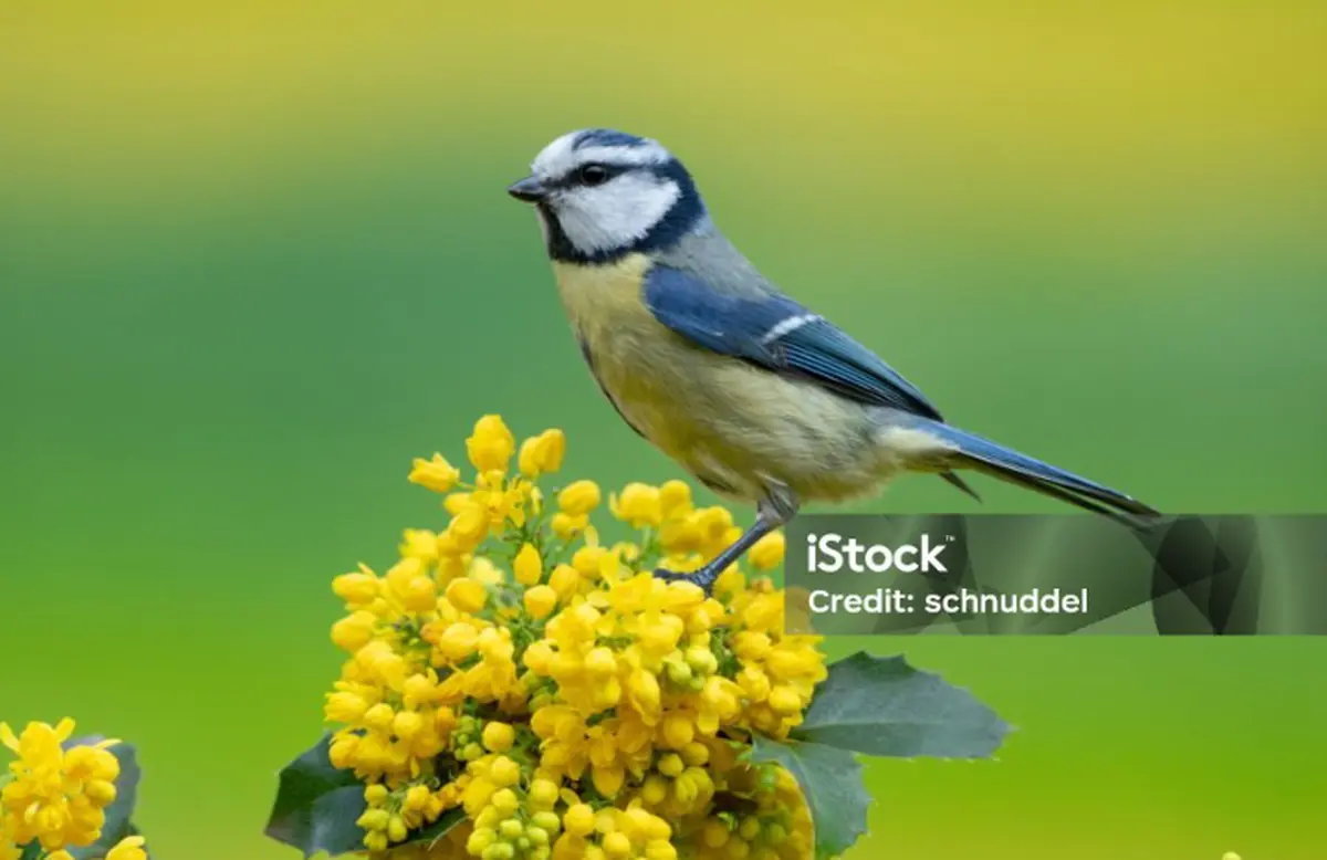 A la découverte des oiseaux, à la réserve départementale de biodiversité d'Argentat