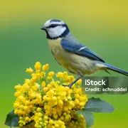 A la découverte des oiseaux, à la réserve départementale de biodiversité d'Argentat