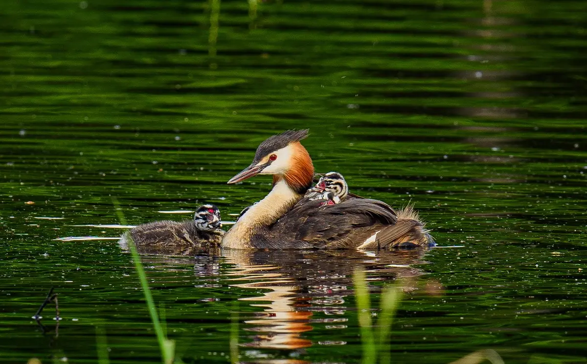 A la découverte des oiseaux chanteurs et nicheurs à l'Étang de Beaumont