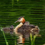 A la découverte des oiseaux chanteurs et nicheurs à l'Étang de Beaumont