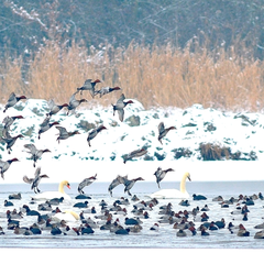 A la découverte des oiseaux d'eau hivernants