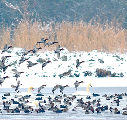 A la découverte des oiseaux d'eau hivernants