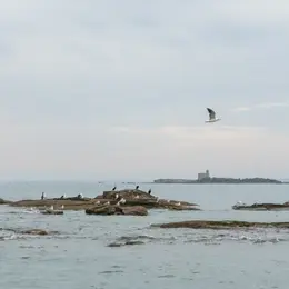 À la découverte des oiseaux de la Hougue