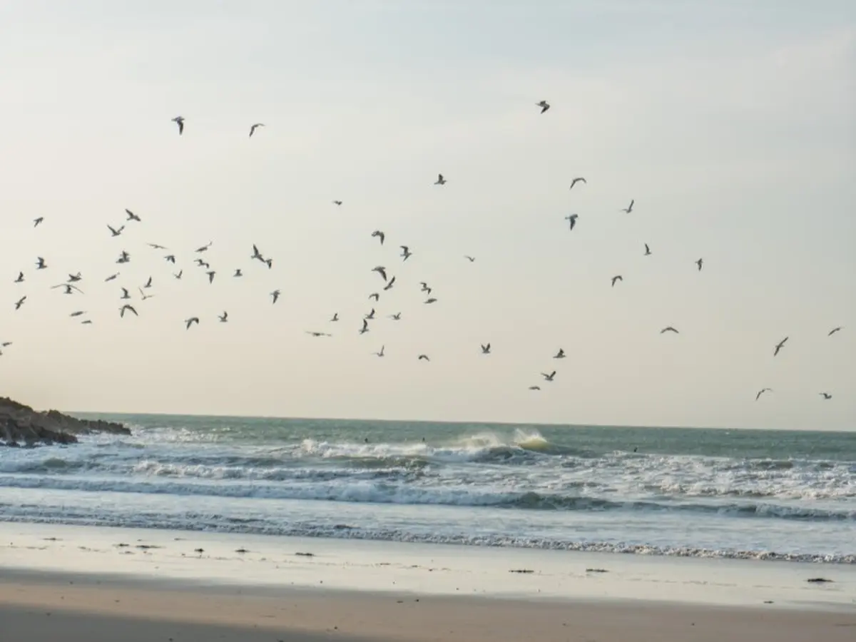 À la découverte des oiseaux de Vicq-sur-Mer