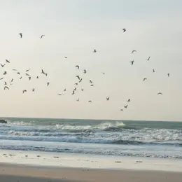 À la découverte des oiseaux de Vicq-sur-Mer