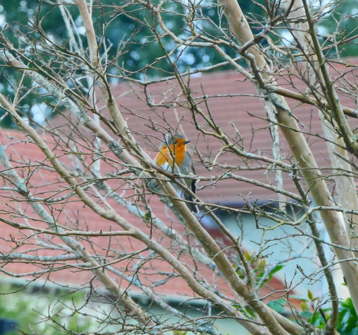 A la découverte des oiseaux printaniers de la réserve naturelle