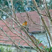 A la découverte des oiseaux printaniers de la réserve naturelle