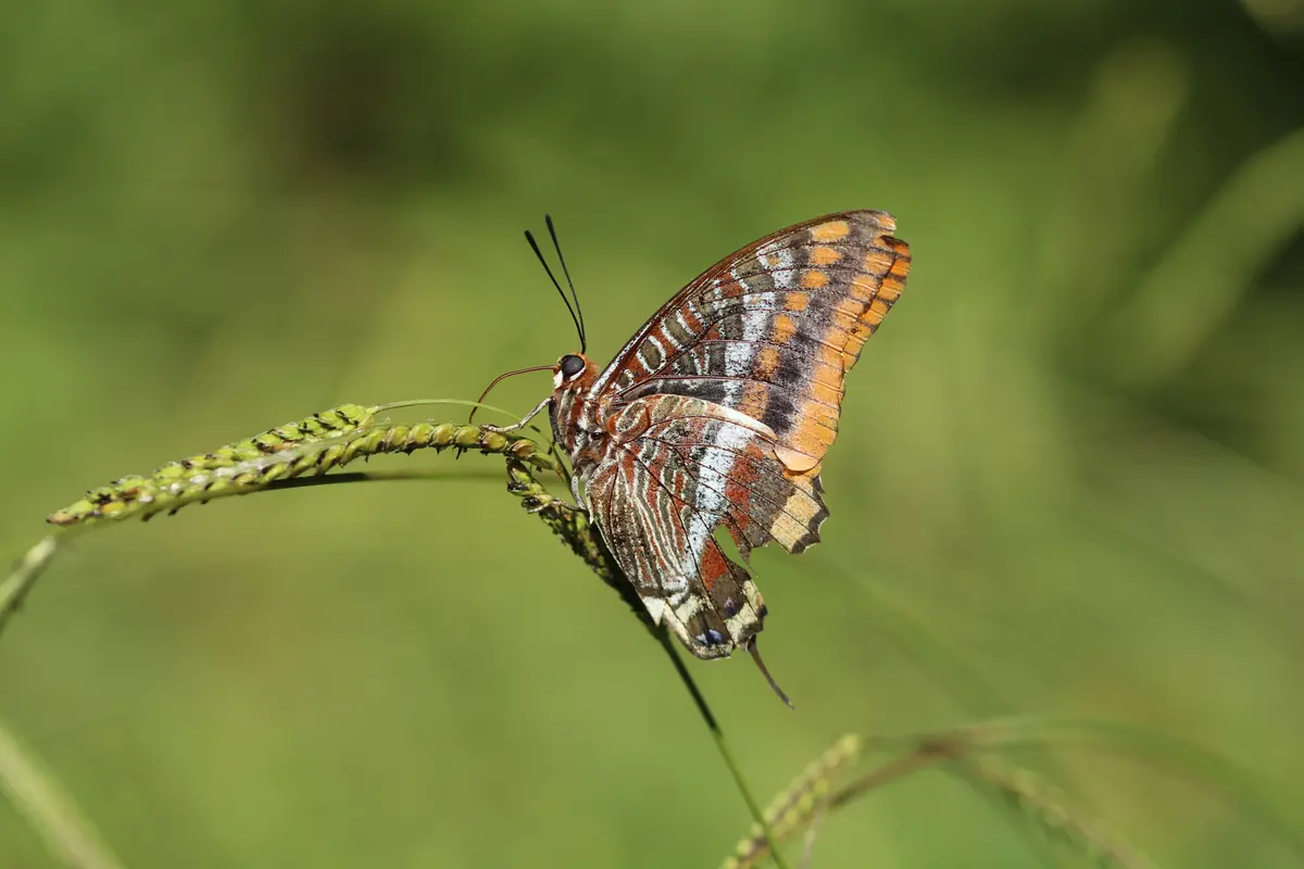 À la découverte des papillons à Miramas