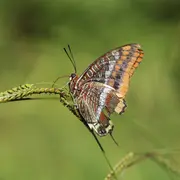 À la découverte des papillons à Miramas