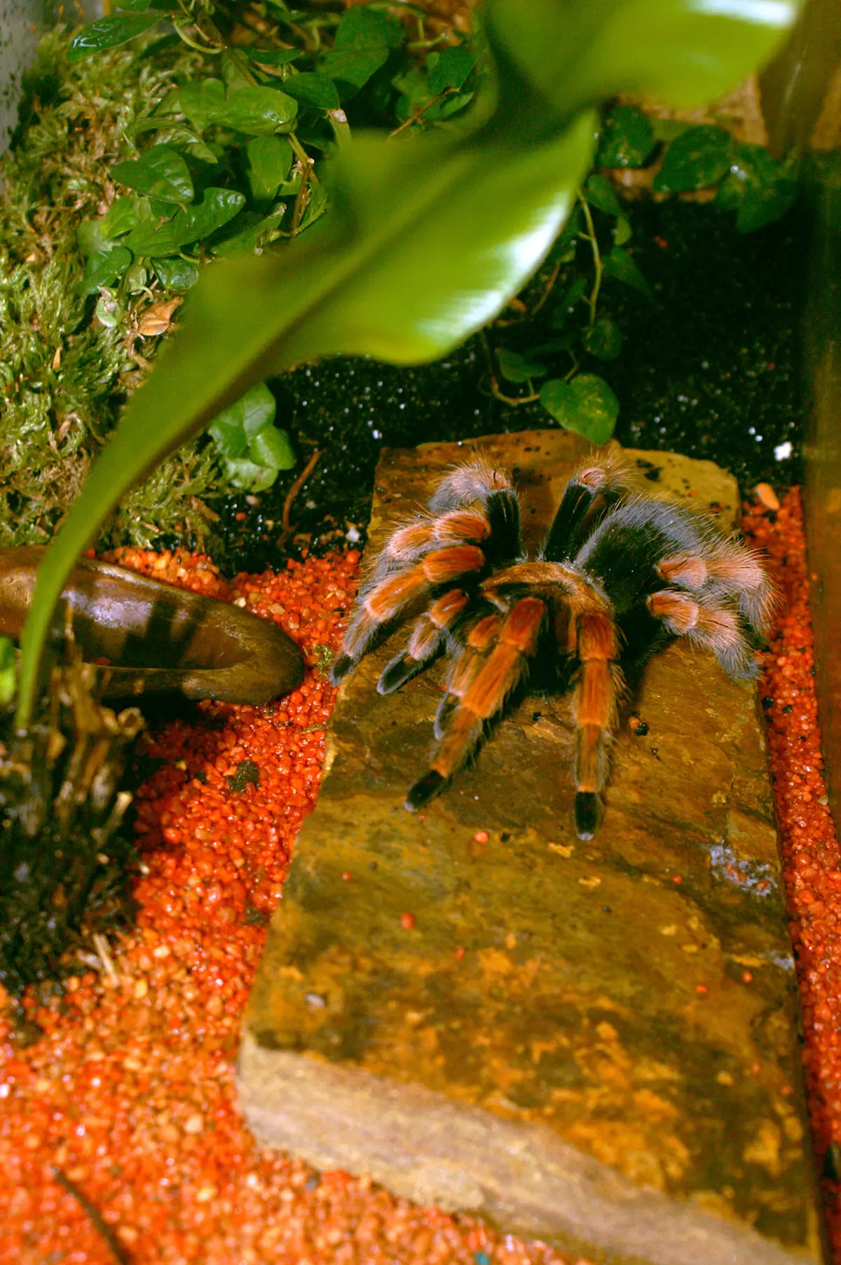 Une des mygales vedettes du Vivarium du Moulin en Alsace