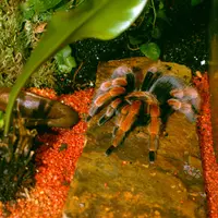 Une des mygales vedettes du Vivarium du Moulin en Alsace &copy; Droits réservés
