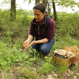 A la découverte des plantes comestibles