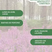 A la découverte des plantes sauvages, médicinales et comestibles avec Francine