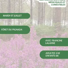 A la découverte des plantes sauvages, médicinales et comestibles avec Francine