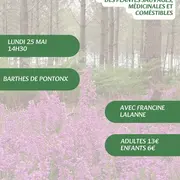 A la découverte des plantes sauvages, médicinales et comestibles avec Francine