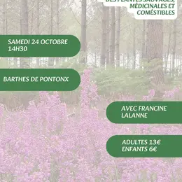 A la découverte des plantes sauvages, médicinales et comestibles avec Francine