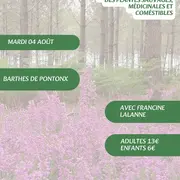 A la découverte des plantes sauvages, médicinales et comestibles avec Francine