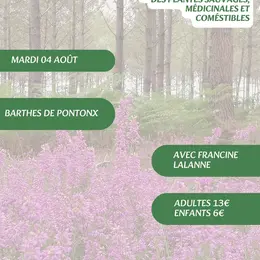 A la découverte des plantes sauvages, médicinales et comestibles avec Francine