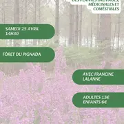 A la découverte des plantes sauvages, médicinales et comestibles avec Francine