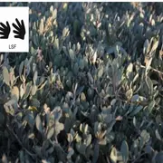 A la découverte des plantes - Sortie traduite en Langue des Signes Françaises