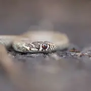 à la découverte des reptiles de la Vallée du Pressoir