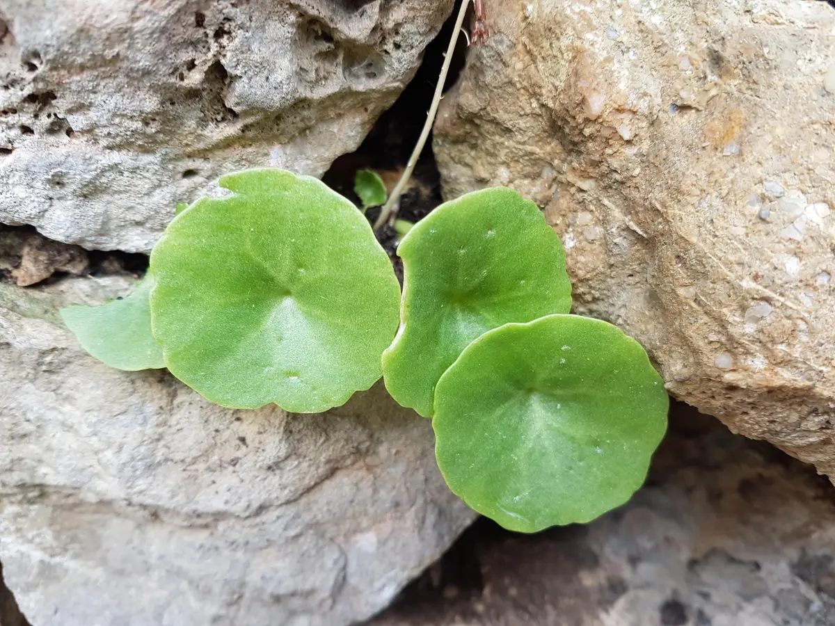 à La Découverte Des Salades Sauvages