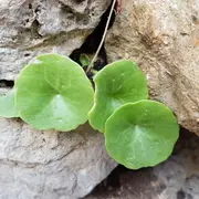 à La Découverte Des Salades Sauvages