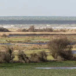 A la découverte des trésors du marais de Ver-sur-Mer/ Meuvaines.