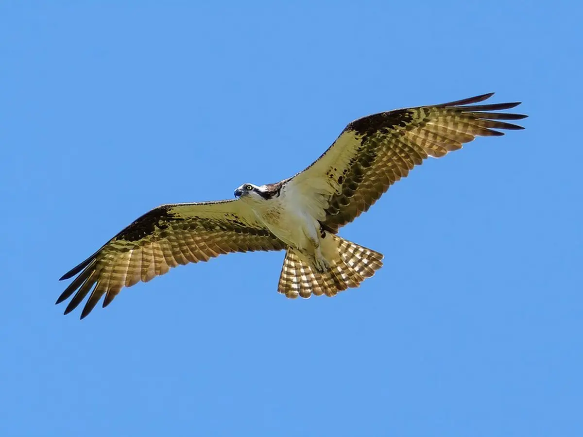 À la découverte du Balbuzard pêcheur