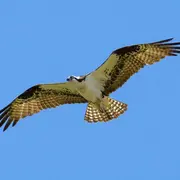 À la découverte du Balbuzard pêcheur
