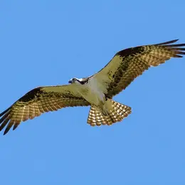À la découverte du Balbuzard pêcheur