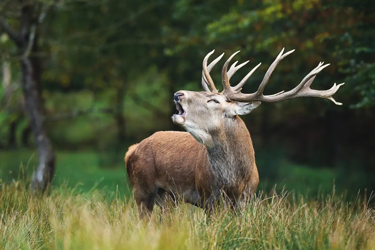 A la découverte du Brame du Cerf