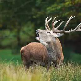 A la découverte du Brame du Cerf