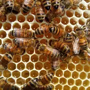 À la découverte du monde des abeilles