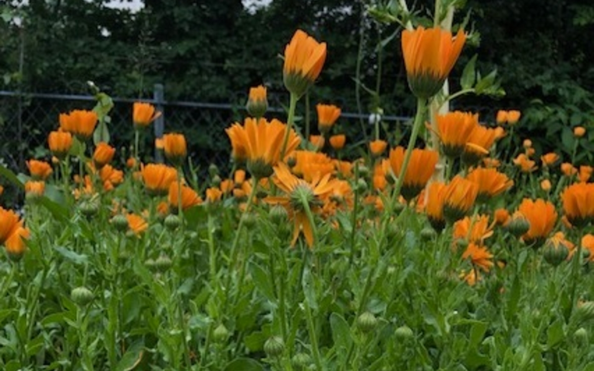 Zoom sur le souci, la star de notre prochain atelier au jardin.