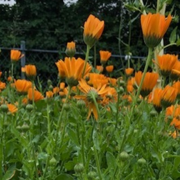 À la découverte du souci au Jardin Charbon Vert