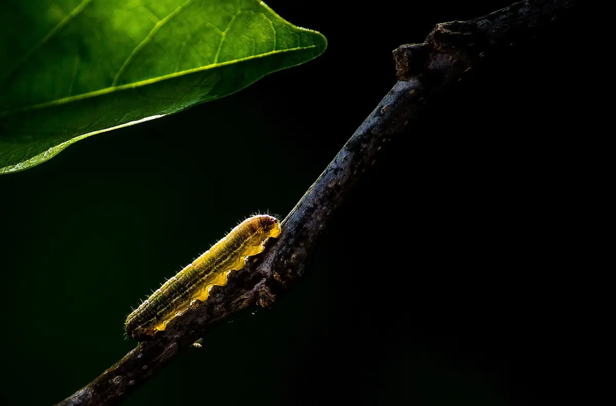 A la recherche des nids de Damier de la Succise