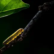 A la recherche des nids de Damier de la Succise