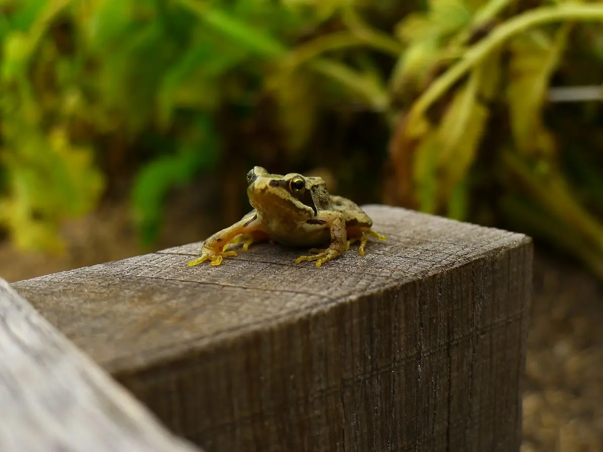 À la recherche des pontes de grenouille rousse