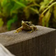 À la recherche des pontes de grenouille rousse