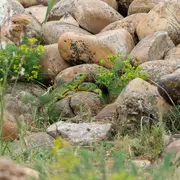 À la recherche du Lézard ocellé