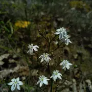 A la recherche du Siméthis à feuilles planes