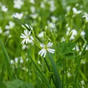 A la recherche du Sonneur de la Vallée de Planchetorte